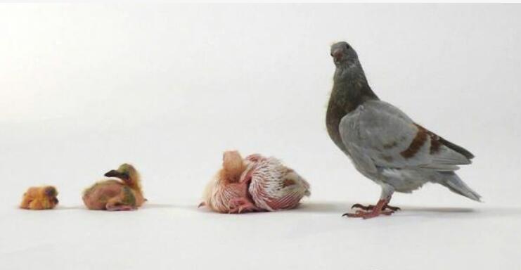 BBC《天才動(dòng)物Ingenious Animals》紀(jì)錄片百度云下載