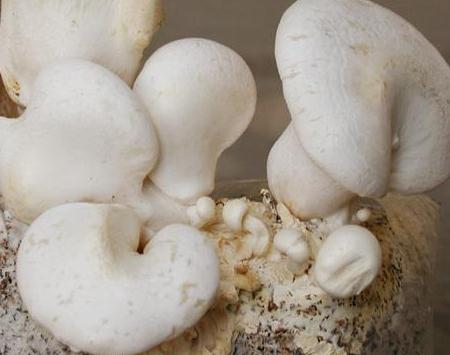 白靈菇的功效與作用