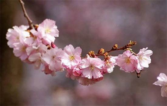 孕期抑郁是怎么產(chǎn)生的 孕期抑郁的原因有哪些
